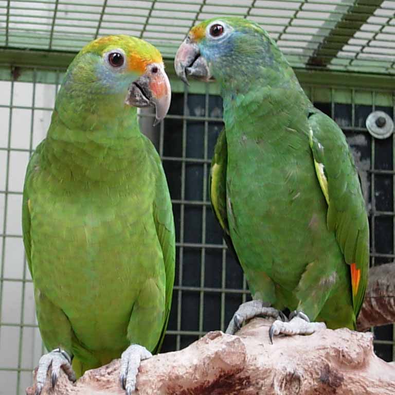Amazona dufresniana